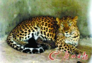 豹崽同行,探寻野性世界的成长足迹